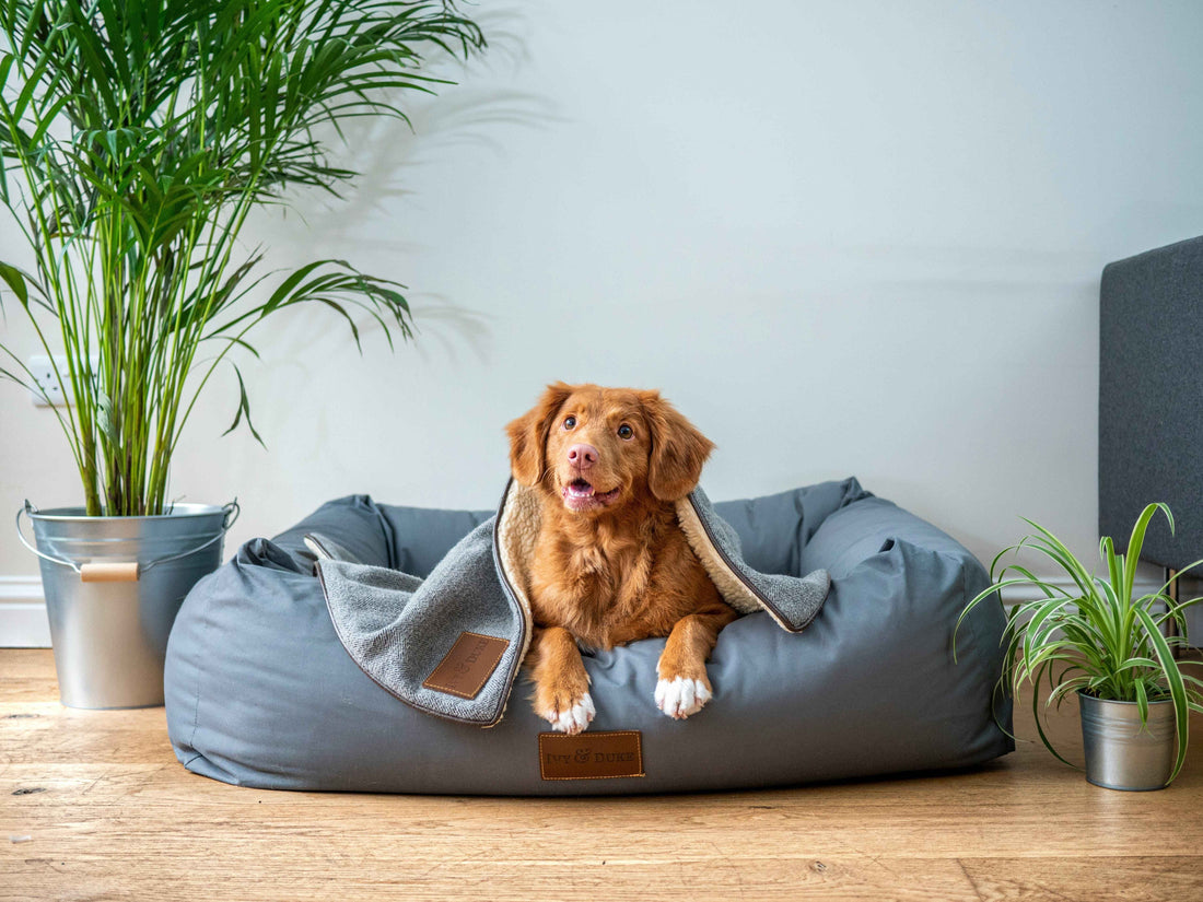 Dealing with Dander: How to Conquer Pet Allergies