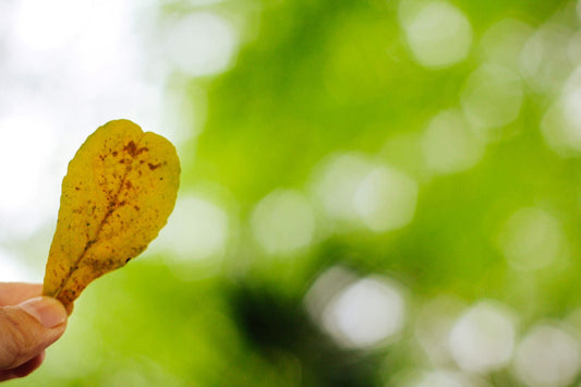 How to Use Your Climate Vouchers: Stretch Your Savings with NNIO
